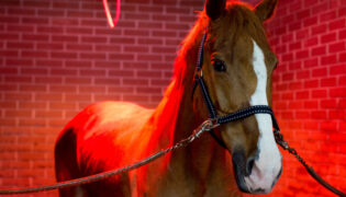Pferd wird unter einer roten Solarlampe aufgewärmt.