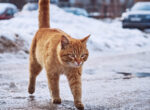 Rote Katze läuft über vereiste Straße. Frieren Katzen bei Kälte?