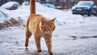 Rote Katze läuft über vereiste Straße. Frieren Katzen bei Kälte?