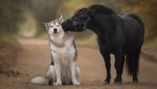 Pony gibt Hund ein Küsschen.