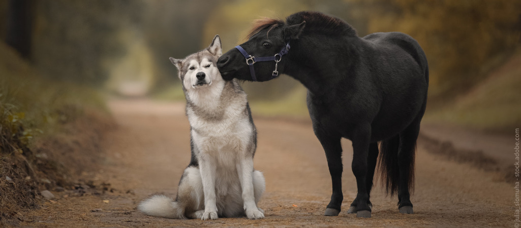 Pony gibt Hund ein Küsschen.