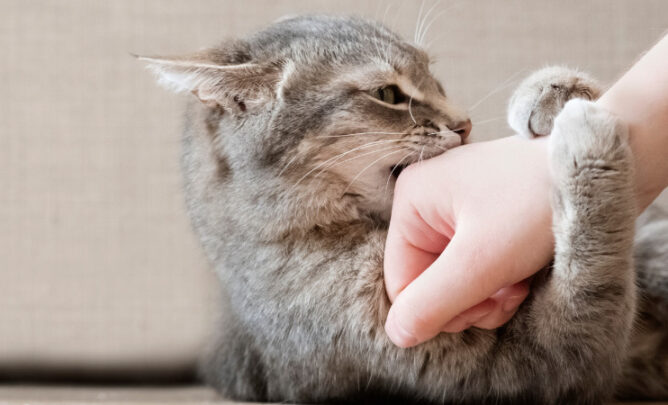 Katze beißt Mensch in die Hand.