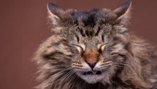 Ein Maine-Coon-Katze niest. Hat sie etwa Katzenschnupfen?