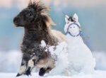 Pony tollt in winterlicher Schneelandschaft und rempelt kräftig einen Schneemann in Pferdeform an.