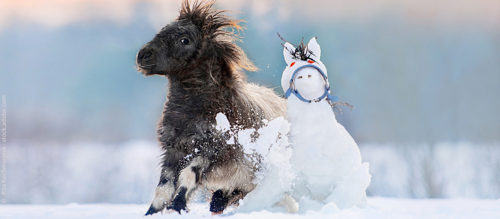 Pony tollt in winterlicher Schneelandschaft und rempelt kräftig einen Schneemann in Pferdeform an.