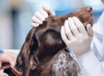 Hund mit Bindehautentzündung wird von einer Tierärztin untersucht.