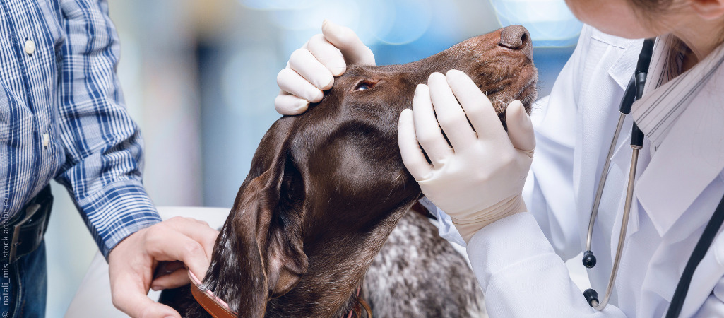 Hund mit Bindehautentzündung wird von einer Tierärztin untersucht.