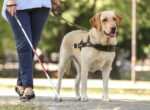 Ein Blindenhund führt Sehbehinderte-Menschen durch ihren Alltag.