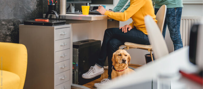 Hund Und Arbeiten Wie Macht Ihr Das Bürohund am Arbeitsplatz – alles zur rechtlichen Lage | Uelzener