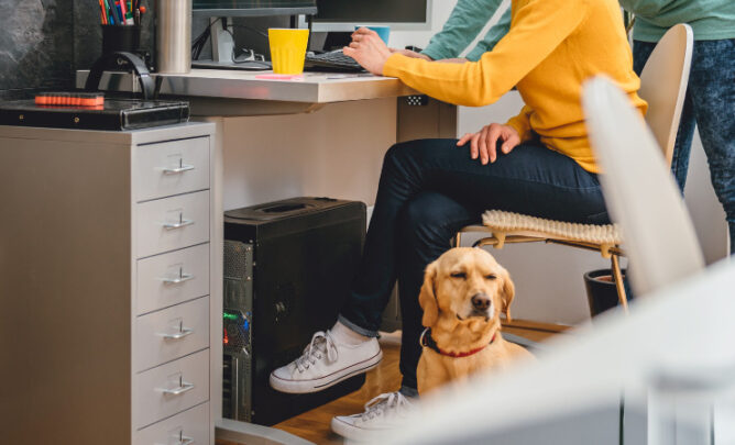 Hunde im Büro: Was gilt es zu beachten?