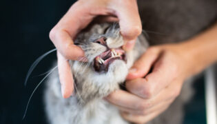 Katze wird auf FORL untersucht. Eventuell wird eine Zahnextraktion nötig.