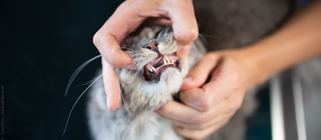 Katze wird auf FORL untersucht. Eventuell wird eine Zahnextraktion nötig.