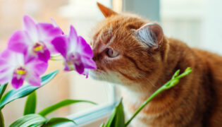 Eine orangene Katze schnuppert an einer Orchidee. Diese Pflanze ist für Katzen giftig.