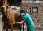 Ärztin untersucht Pferd auf Krankheiten. Wird eine OP notwendig sein?