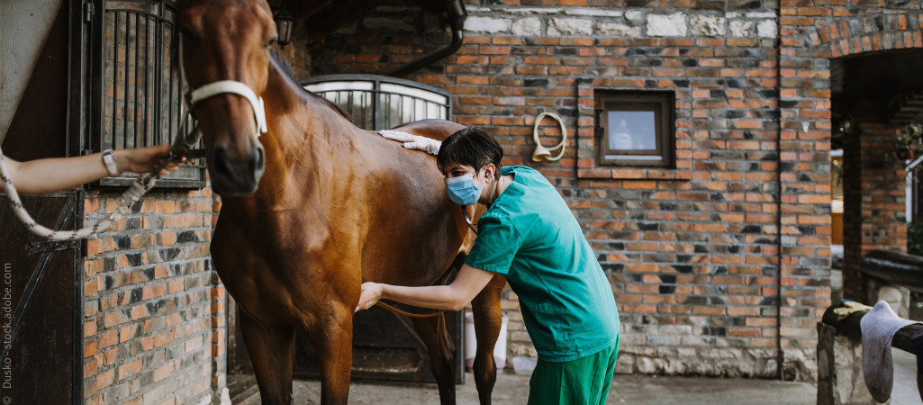 Ärztin untersucht Pferd auf Krankheiten. Wird eine OP notwendig sein?