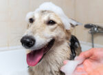 Eingeseifter Hund in der Badewanne. Er wurde mit selbstgemachtem Shampoo saubergemacht.