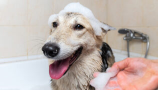 Eingeseifter Hund in der Badewanne. Er wurde mit selbstgemachtem Shampoo saubergemacht.