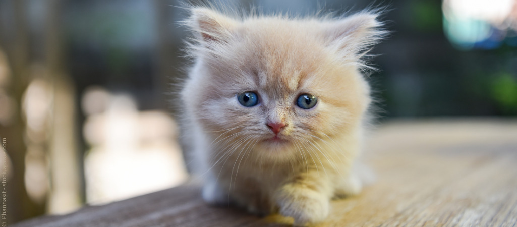 Hydrocephalus oder Wasserkopf bei Katzen kann sich in Schielen in jungen Jahren zeigen. Besonders häufig bei Qualzuchten.