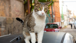 Eine Katze sitzt auf einem Autodach. Ist sie entlaufen?