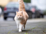 Katze läuft an der Straße entlang. Eine Versicherung schützt, wenn etwas passiert.