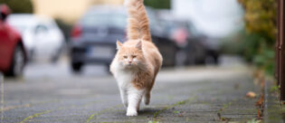 Katze läuft an der Straße entlang. Eine Versicherung schützt, wenn etwas passiert.