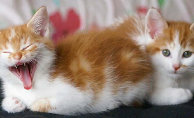 Wenn die Katze aus dem Mund stinkt, kann Mundgeruch ein Vorbote für Krankheiten sein.