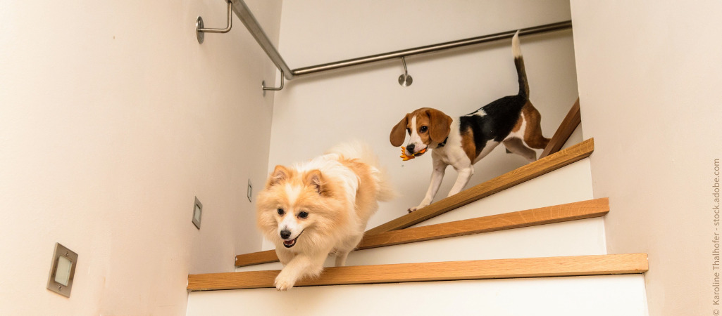 Zwei Hunde rennen hintereinander die Treppe herunter. Hoffentlich sind die Stufen gesichert mit Stufenmatten.