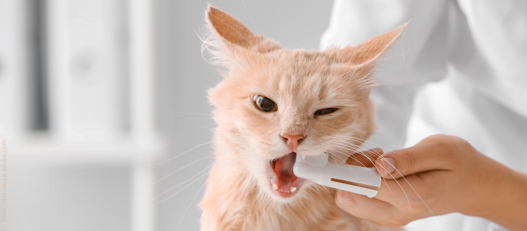Zahnpflege bei Katzen kann mit einer Fingerzahnbürste vorgenommen werden.