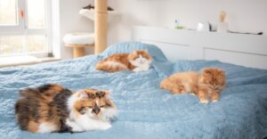 Drei Katzen liegen auf dem Bett. Eine im Hintergrund im Katzenbaum.