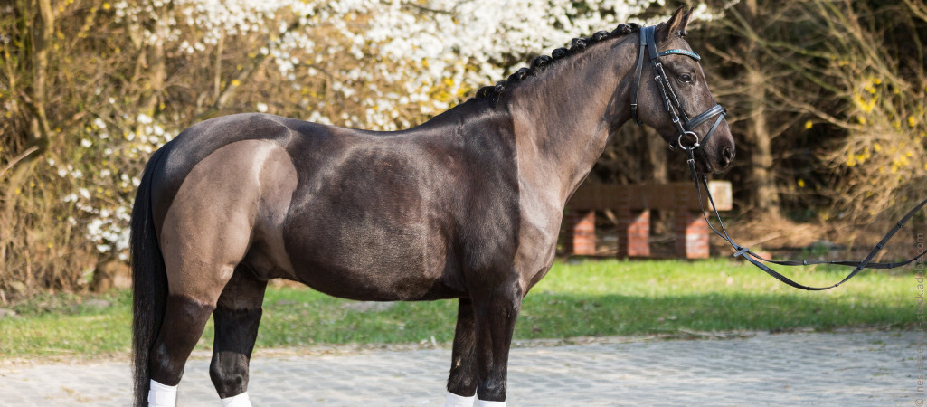 Ein Pferd mit einem geschorenen Muster im Fell.