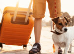 Hund neben orangenem Trolley. Bei Reisen auch an die Reiseapotheke für den Hund denken.