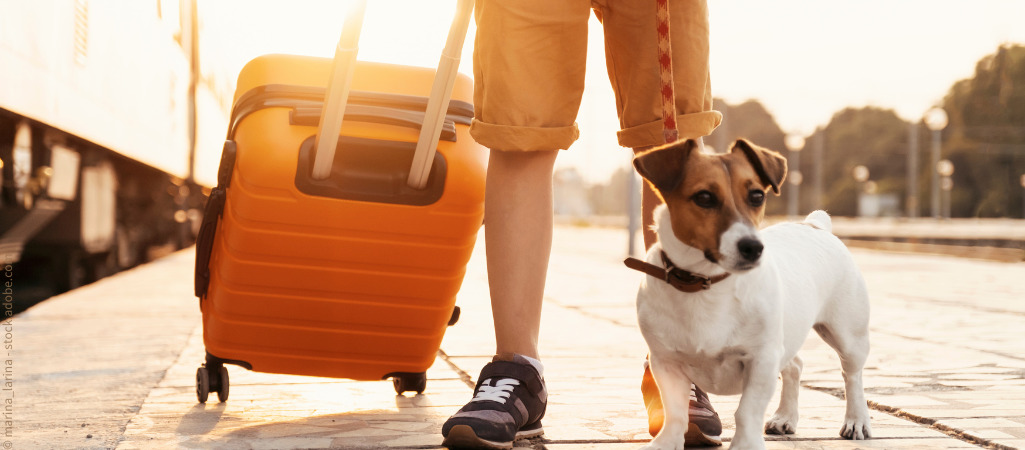 Hund neben orangenem Trolley. Bei Reisen auch an die Reiseapotheke für den Hund denken.