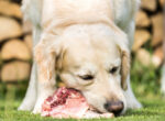 Barfen als Fütterungsmethode: Ein großer beiger Hund nagt an einem Knochen.