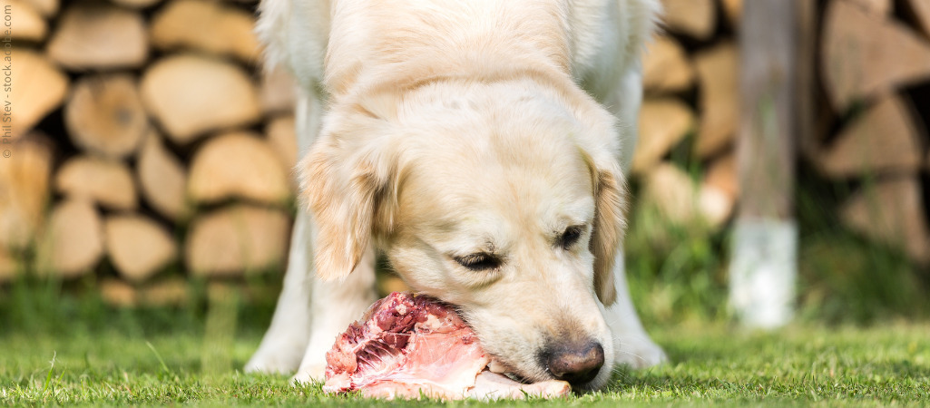 Barfen als Fütterungsmethode: Ein großer beiger Hund nagt an einem Knochen.