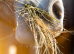 Bedampftes Heu ist gesund für Pferde.