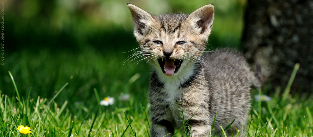 Kitten miaut auf grüner Wiese. Mit Katzenlauten kommunizieren Katzen mit Mensch und Tier.