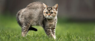Kleine Katze buckelt. Was sagt die Körpersprache der Katze?