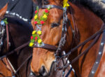 Pferde im typischen Schmuck für das jährliche Osterreiten.
