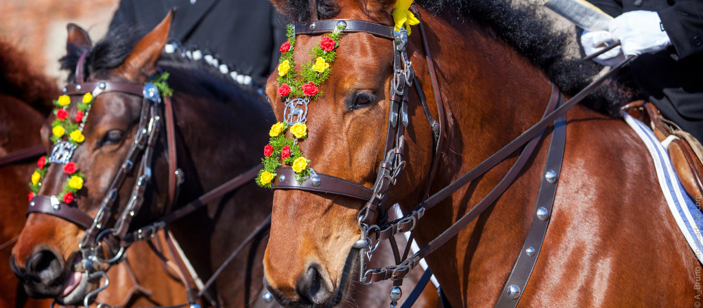 Pferde im typischen Schmuck für das jährliche Osterreiten.