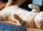 Orangenes Kätzchen liegt entspannt auf dem Rücken. Was sagt diese Schlafposition bei Katzen?