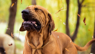 Großer Hund niest mit verzerrtem Gesicht. Leidet er an Zwingerhusten?