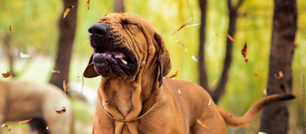 Großer Hund niest mit verzerrtem Gesicht. Leidet er an Zwingerhusten?