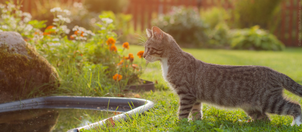 Katze schaut neugierig im Garten in einem Teich. Ist dieser Garten katzensicher?