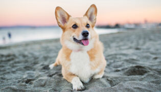 Corgi liegt am Strand bei Sonnenuntergang