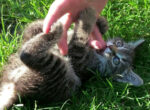 Kätzchen tritt spielerisch mit den Hinterbeinen an der Hand, die sie krault. Dieses Verhalten nennt man Bunny Kick bei Katzen.