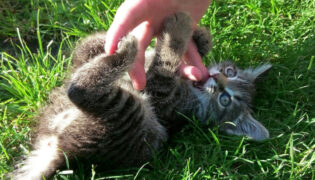 Kätzchen tritt spielerisch mit den Hinterbeinen an der Hand, die sie krault. Dieses Verhalten nennt man Bunny Kick bei Katzen.