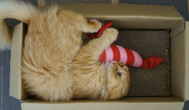 Katze liegt in einem Pappkarton, umarmt ein Spielzeug und tritt dabei mit den Hinterbeinen nach ihm. Das nennt man Bunny Kick bei Katzen.