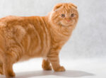 Highland Fold Katze mit gefalteten Ohren und kurzen Beinen. Diese Rasse gehört zu den Qualzuchten bei Katzen.