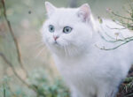 Weiße Katze mit hellblauen Augen steht im Gebüsch.