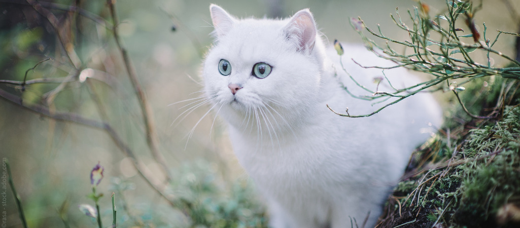 Weiße Katze mit hellblauen Augen steht im Gebüsch.
